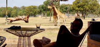 Facilities were amazing and staff went above and beyond for everything!! Australia S Own Safari Experience At Taronga Western Plains Zoo Dubbo The Well Travelled Family