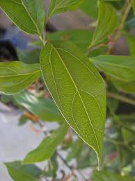 Image result for Cryptocarya