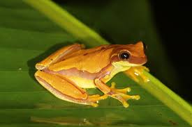 Tree frogs are frogs that spend most of their life in trees. Dendropsophus Ebraccatus Wikipedia