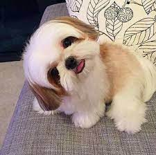 Two such breeds, the american and european shih tzus, have been recognized by national kennel clubs, while other impostors have often been passed off as purebreds. Bts Preferences In 2021 Shih Tzu Puppy Baby Animals Pictures Fluffy Dogs