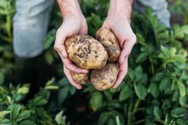 If you're planting companion plants for your sweet potatoes, which are hardy to repel insects, plant oregano and dill near sweet potatoes. How Deep To Plant Potatoes Garden Tabs