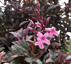 Image result for Pogonospermum attenuifolium