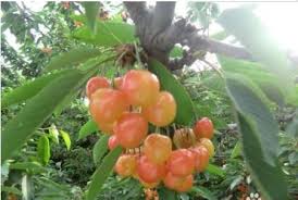The dwarf options are endless, and some will even flourish in containers. How Does The Fruit Tree Use Amino Acid Fertilizer Knowledge Shanxi Beacon Technology Co Ltd