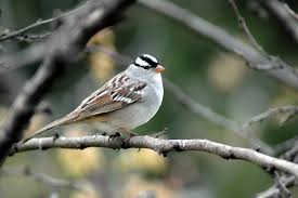 We did not find results for: White Crowned Sparrow Celebrate Urban Birds