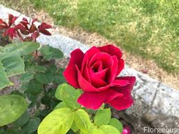 How to take care of roses caring for rose bushes is important to their overall health and vigor, especially when it comes to watering. How To Plant Grow And Care For Roses An All In One Guide Florgeous