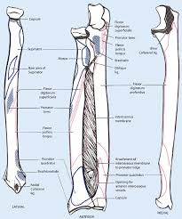 Start studying radius bone markings diagram. 9 Schematic Drawing Of Both The Radius And The Ulna Left And Right Download Scientific Diagram