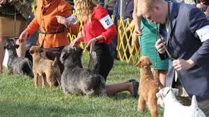 Terrier Group American Kennel Club