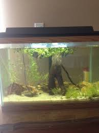 29 Gallon Community Tank Stocking Ideas Aquariacentral Com