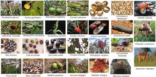 Image result for Sphenostylis marginata
