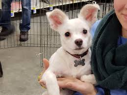 💔 NEW JERSEY 💔 HomeForGoodDogs.org 💔