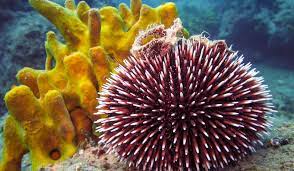 Sea Urchin Facts Animals Of The Oceans Urchin Marine Animals Sea Urchin