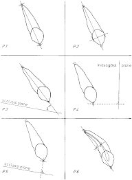 illustration of the different parameters p1 tooth length