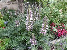 Image result for Acanthus mayaccanus