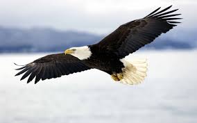 Verzameling door marianne • 2 weken geleden laatst bijgewerkt. Pin Van Ronald Van Der Ark Op Slaapkamer Elin Amerikaanse Zeearend The Eagles Roofvogels