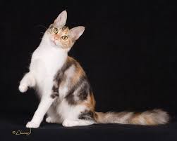 Der dax ist der wichtigste aktienindex in deutschland. Portia Turkisch Angora Katze Katzen Schildpatt Katze