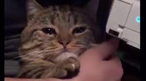 Check spelling or type a new query. Sad Cat Crying To The Minecraft Credits Music Youtube