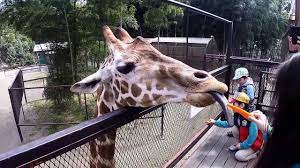 ガチレイプ 熟女ナンパ 無理やり中出し ナンパ 母子相姦 変態 ハメ撮り 痴女 明日花キララ 麻美ゆま レズ 三上悠亜 m男 フェラ アニメ ntr. ã‚­ãƒªãƒ³ã®é¤Œã‚„ã‚Š ã‚µãƒ¦ãƒªãƒ¯ãƒ¼ãƒ«ãƒ‰ å¸‚åŽŸãžã†ã®å›½ Ichihara Elephant Kingdom Sayuri World Youtube