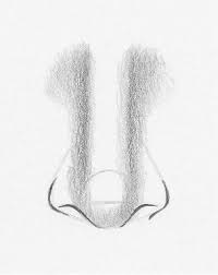 Eyes are certainly the most developed feature in a manga face. How To Draw A Nose From The Front 7 Easy Steps Rapidfireart