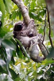 Herbivores South American Amazon Rainforest