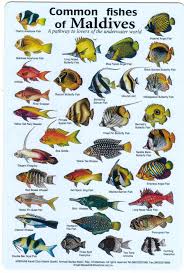 Fishes Of The Maldives Identification Chart Water Resistant
