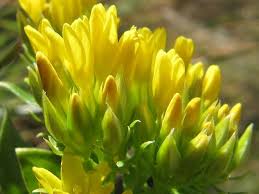 Image result for Sebaea sedoides