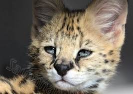 For instance, an f1 means the father or mother was a serval. Savannah Canada Serval And Savannah Breeder Breeder Advisor