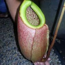 Image result for Nesaea spathulata