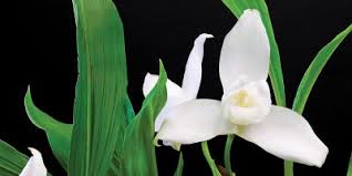 La monja blanca es una orquídea epifita de la familia lycaste virginales alba y. Leyenda De La Monja Blanca Aprende Guatemala Com