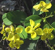 Image result for Stigmaphyllon