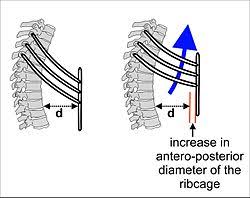 The major abdominal muscles include the transverse abdominals, the rectus abdominis, and the external and internal oblique muscles. Rib Cage Wikipedia