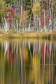 Hotels, apartments, villas, hostels, resorts, b&bs Birch Trees And Autumn Colors On Red Jack Lake Hiawatha National Forest Michigan Premium Photographic Print Adam Jones Allposters Com
