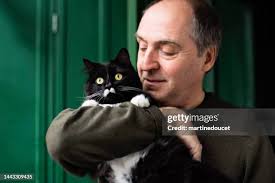 366 Gato Bicolor Stock Photos, High-Res Pictures, and Images