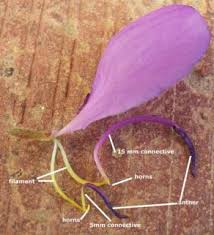 Image result for Dissotis pulchra