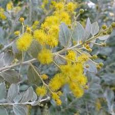 Image result for Acacia abyssinica