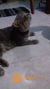 Kemudian dilakukan perkembanganbiakan yang selektif hingga mampu menghasilkan berbagai. Kucing Persia Medium Jantan Warna Abu Abu Surabaya Jualo