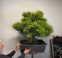 Big Podocarpus and Big Personality - Underhill Bonsai