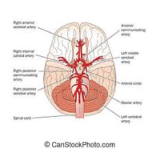 An extraordinary degree of branching of blood vessels exists within the human body, which ensures that nearly every cell in the body lies within a short distance from at least one of. Anatomy Of Blood Vessels From Artery Through Capillaries To Vein Labeled Canstock