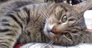 Black And White Tabby Cat Breeds Tom I Called Him Baby In 2020 Grey Tabby Cats Tabby Cat Tabby
