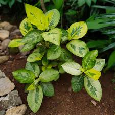 Image result for Goodyera afzelii