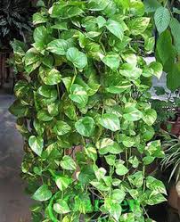 See more ideas about chinese money plant, planting flowers, money plant. Pothos Silver Vine Money Plant Lucky Plant Money Tree Crassula Ovata à¤®à¤¨ à¤ª à¤² à¤Ÿ à¤®à¤¨ à¤ª à¤² à¤Ÿ Garden World Bengaluru Id 14534959533