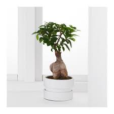Furniture Home Furnishings Find Your Inspiration Ginseng Plant Ficus Microcarpa Ficus