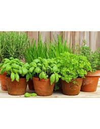 Le piante da interno sono la scelta più facile per colorare e arredare con il verde il proprio spazio di casa o ufficio. On Line Sale Of Peppermint Plant Aromatic Plants Vivaio Mondo Piante