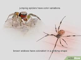 Common orb weaver spider with 4 white spots. 3 Ways To Identify Spiders Wikihow