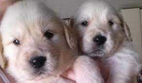 Arizona golden retriever breeder, xanadu golden retriever's, puppy picture page. Cream Golden Retriever Puppies For Sale In Tucson Arizona Classified Americanlisted Com