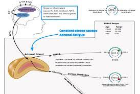 Adrenals Dhea And The Effects Of Stress
