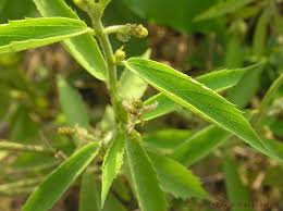 Image result for Tragia glabrata