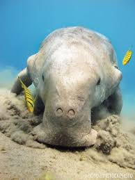 Dugongs can be quite large, reaching lengths of more than 13 feet (4 m) and weights more than one metric tonne. Dugong