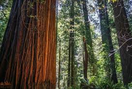 Can you camp in the redwood forest. 10 Things You Can T Miss On Your First Visit To The Redwoods Dirt In My Shoes