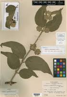 Image result for Aeollanthus neglectus