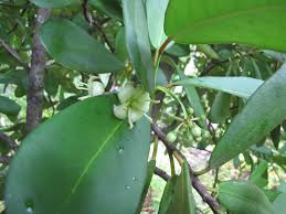 Image result for Brexia